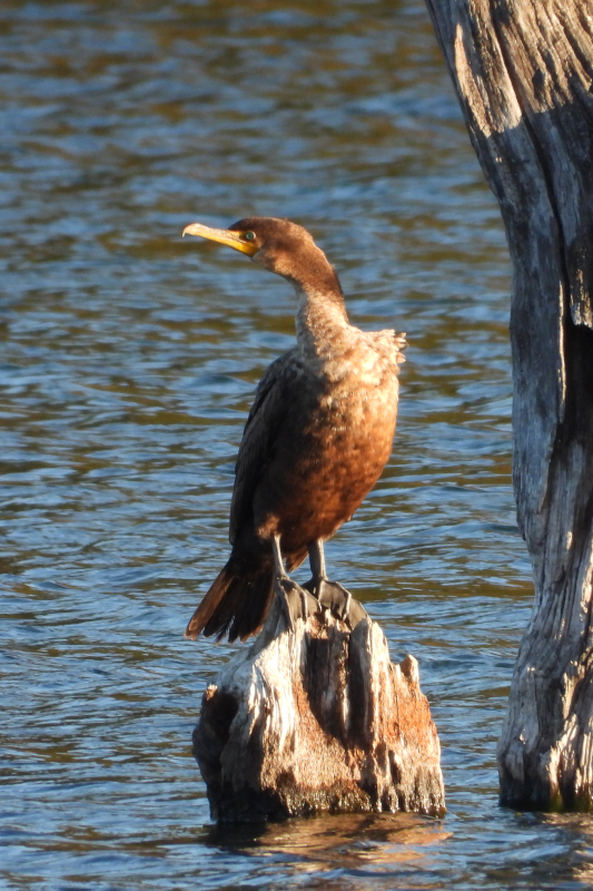 Cormorant